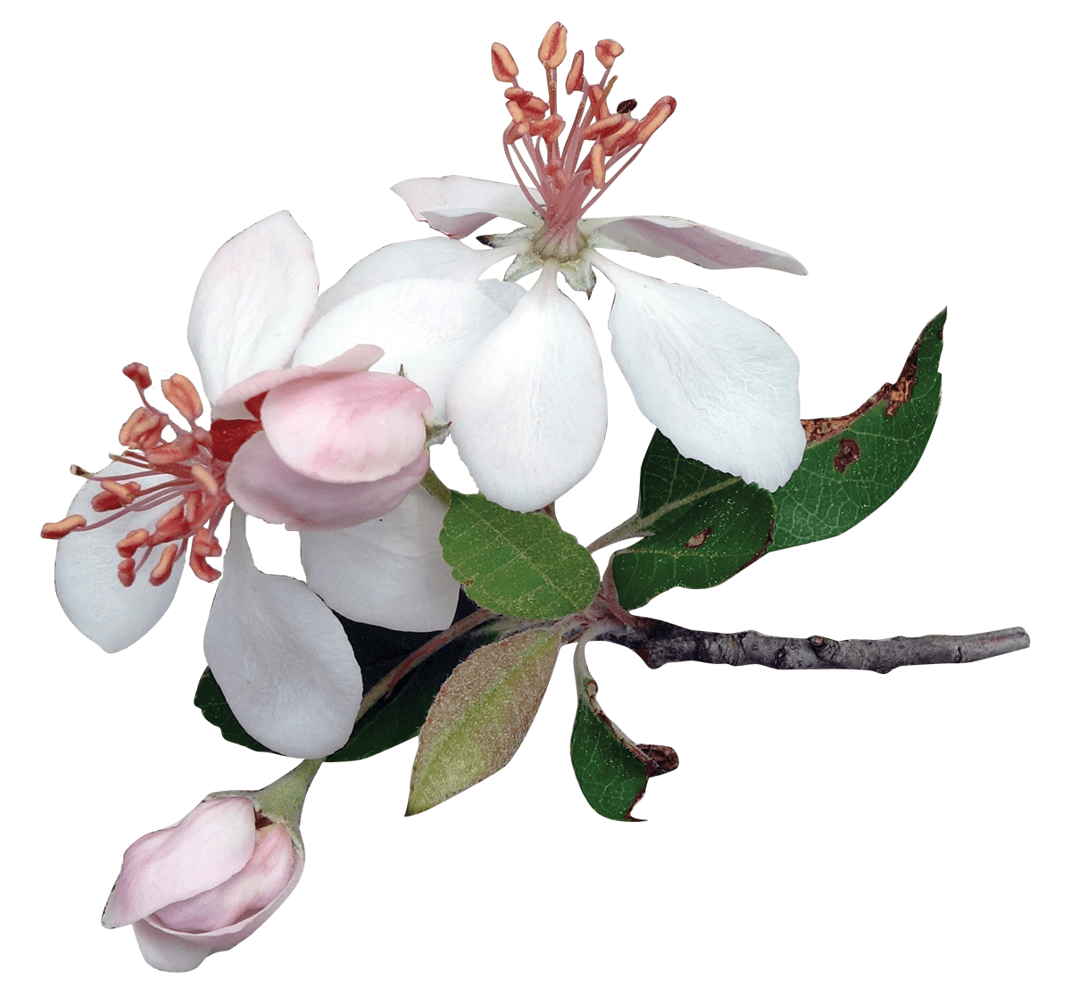 apple blossoms